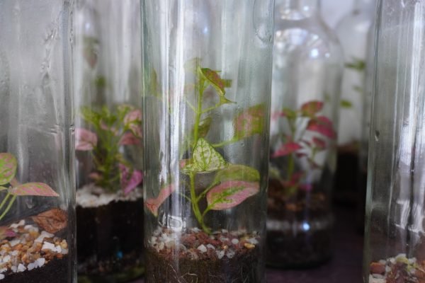 Terrario Eterno en Eco Botella Mediana - Imagen 7