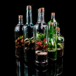Terrario Eterno en Eco Botella Mediana