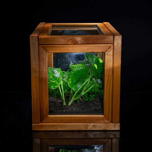 Mi Mascota Eterna Cubo Bosque Valdiviano - Imagen 2