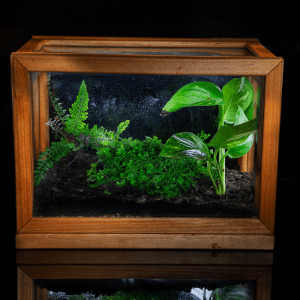 Terrario Eterno en Cubo Bosque Valdiviano