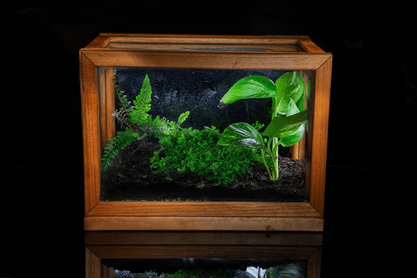 Terrario Eterno en Cubo Bosque Valdiviano