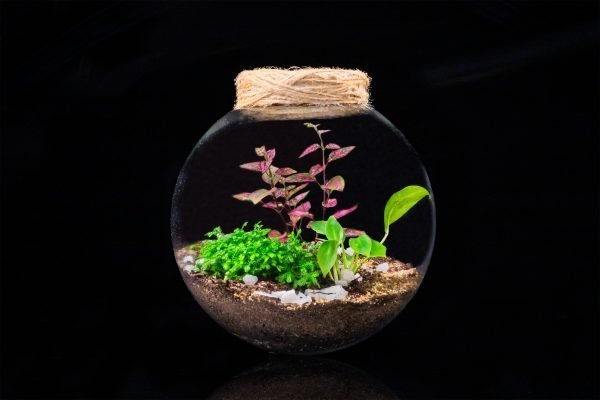 Terrario Eterno en Esfera Grande - Imagen 2