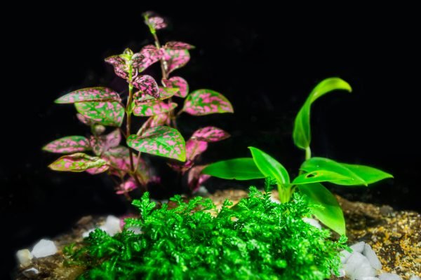 Terrario Eterno en Esfera Grande - Imagen 3