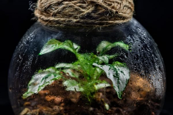Terrario Eterno en Esfera Pequeña - Imagen 3