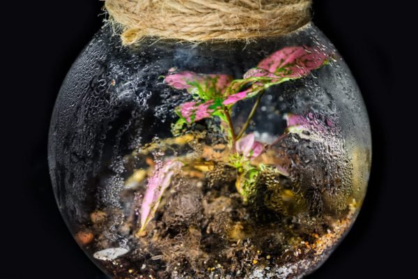 Terrario Eterno en Esfera Pequeña - Imagen 4
