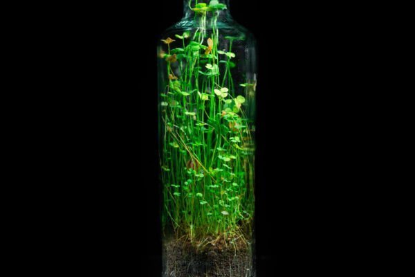 Terrario Eterno en Eco Botella Mediana - Imagen 5