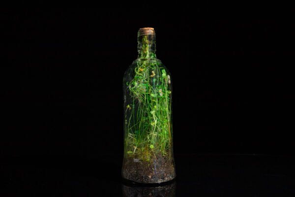 Terrario Eterno en Eco Botella Mediana - Imagen 6