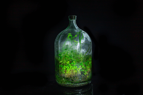 Terrario Eterno en Botella Grande - Imagen 2