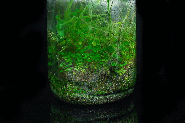 Terrario Eterno en Botella Grande - Imagen 3