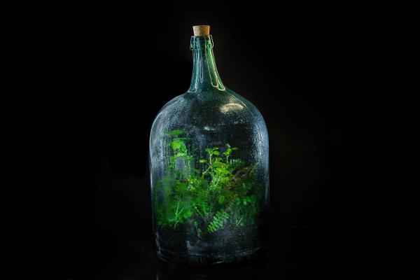 Terrario Eterno en Botella Grande - Imagen 4