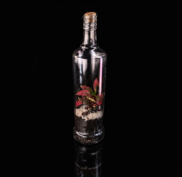 Terrario Eterno en Eco Botella Mediana - Imagen 2
