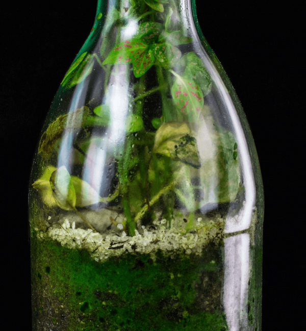Terrario Eterno en Eco Botella Mediana - Imagen 3