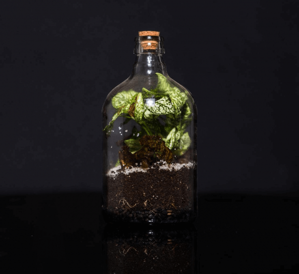 Terrario Eterno en Eco Botella Mediana - Imagen 4