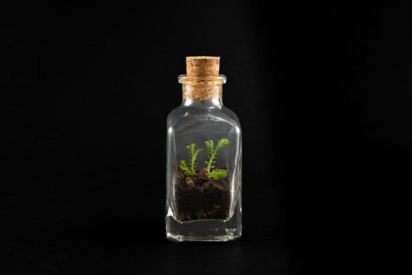 Terrario Eterno en Botella Pequeña Especial - Imagen 5