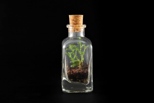 Terrario Eterno en Botella Pequeña Especial - Imagen 3