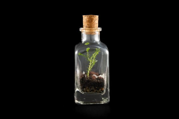 Terrario Eterno en Botella Pequeña Especial - Imagen 2